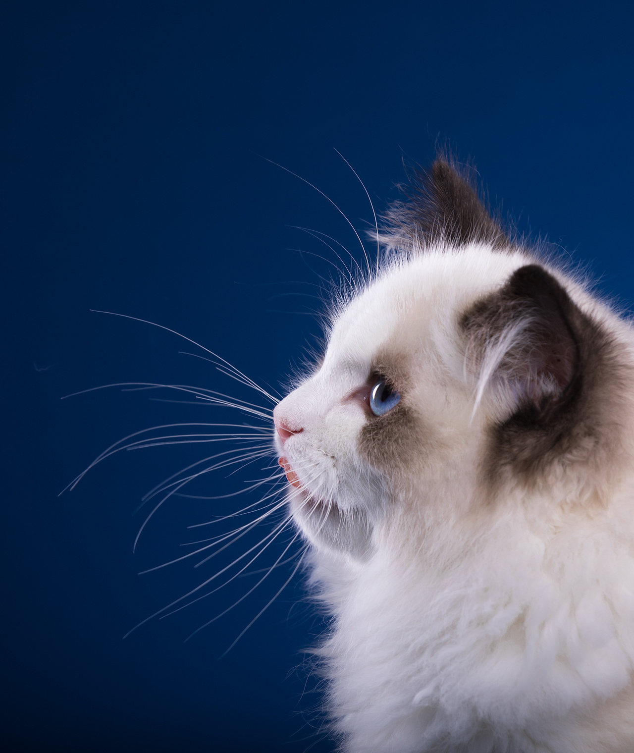 布偶猫（图ZMjU2NDcyNjY4） - 宠物摄影 - 站酷设计师YBYDDD原创素材 - 站酷ZCOOL