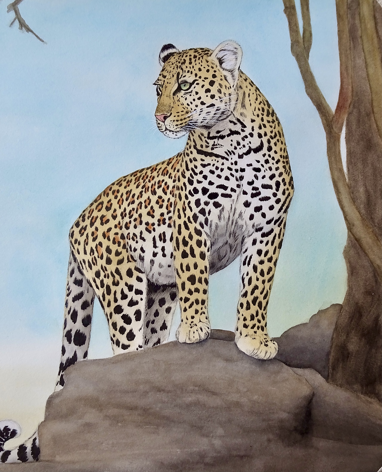 花豹|纯艺术|绘画|柳粽圆_原创作品-站酷zcool