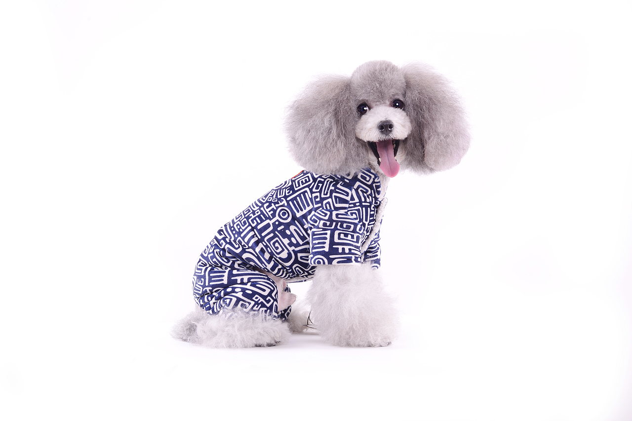 深圳宠物摄影-宠物服装拍摄