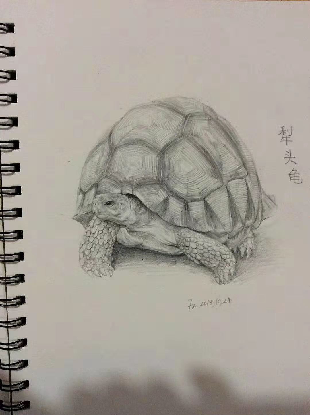 十大濒危或者已经灭绝的动物|其他|其他|鱼骨头绘画设计_原创作品