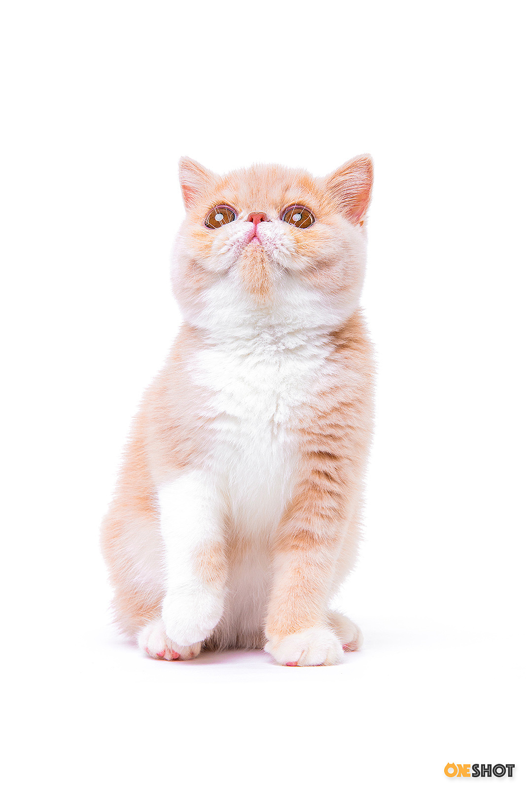 白底证件照加菲猫幼成