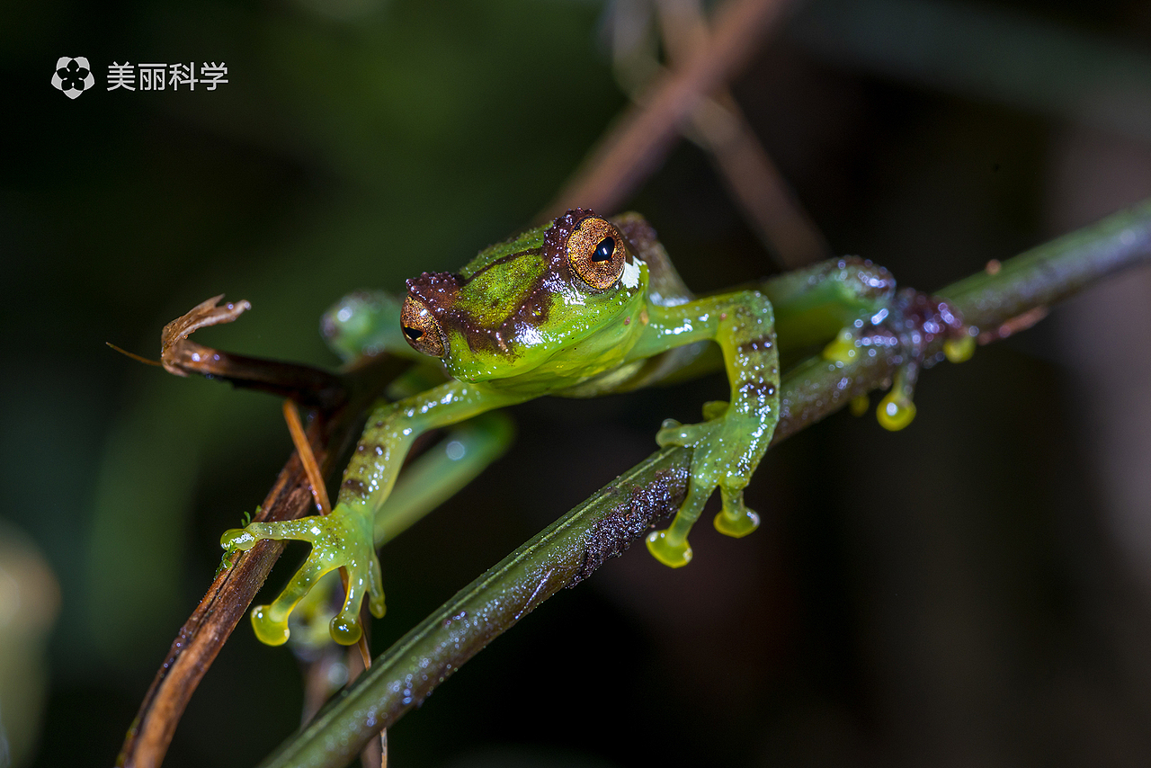 中国动物·两爬之美丨峨眉髭蟾 & 黑眼睑纤树蛙