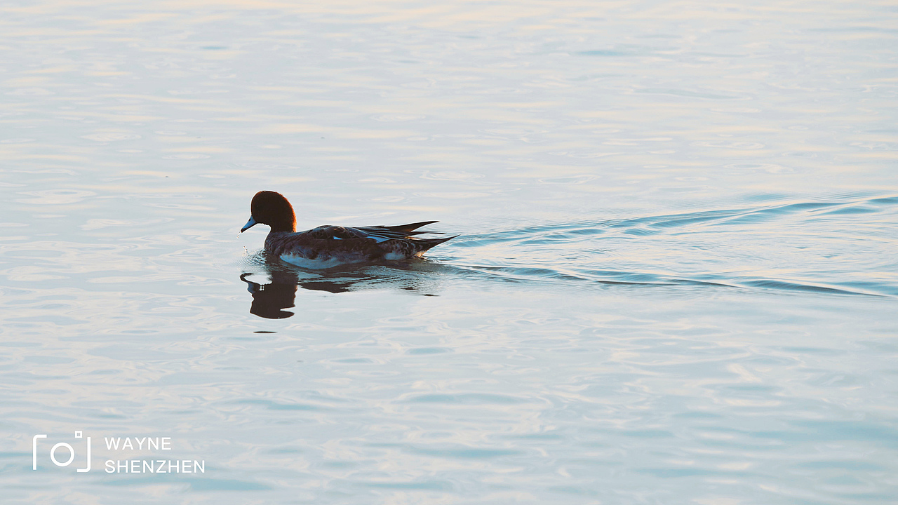 新人报道，请多关照😃（图ZMTkzOTE2NzQ4） - 宠物摄影 - 站酷设计师丶WAYNE丶原创素材 - 站酷ZCOOL