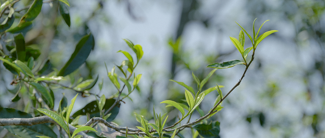 关于茶山的一些回忆