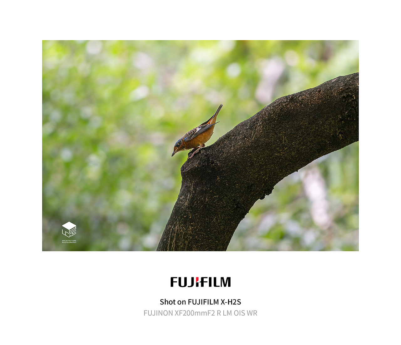 城市自然生态|鸟类(多图)