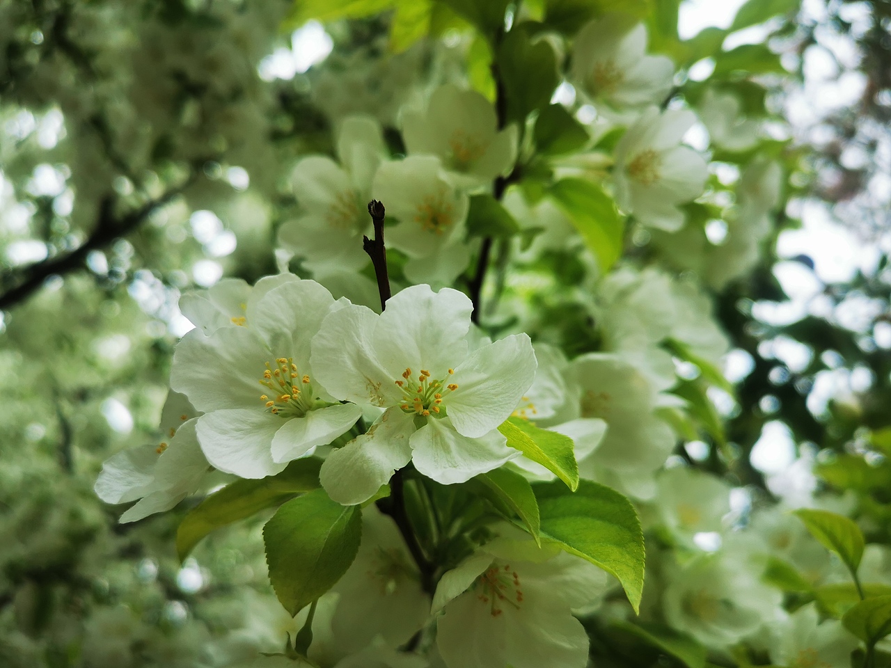 华为手机-部分摄影碎片