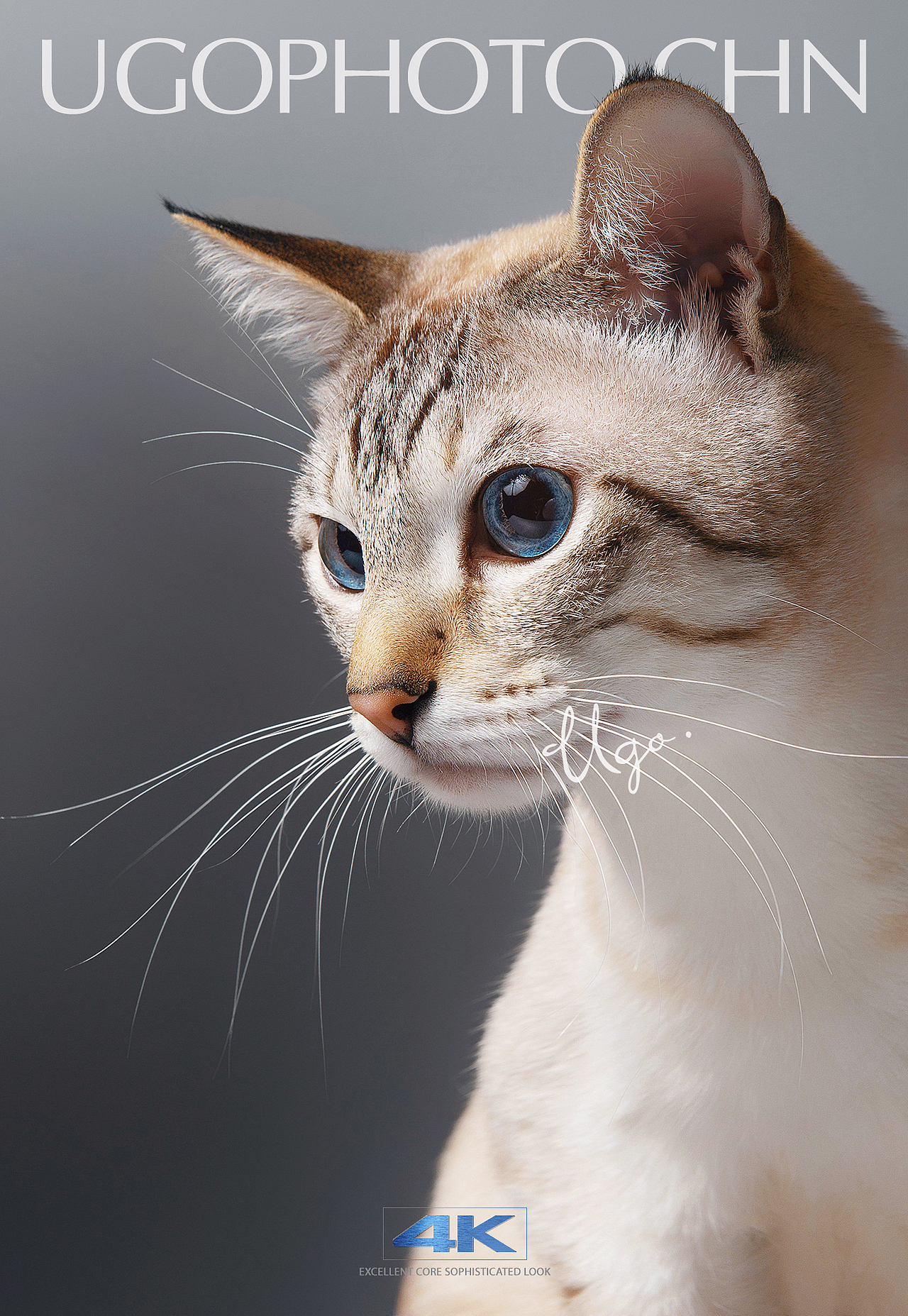 Gorgeous表达【动物摄影师何某某个人作品33】