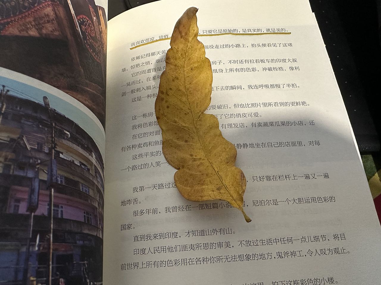 落叶（图ZMzI1MTQyMzYw） - 艺术插画 - 站酷设计师就一点而已原创素材 - 站酷ZCOOL