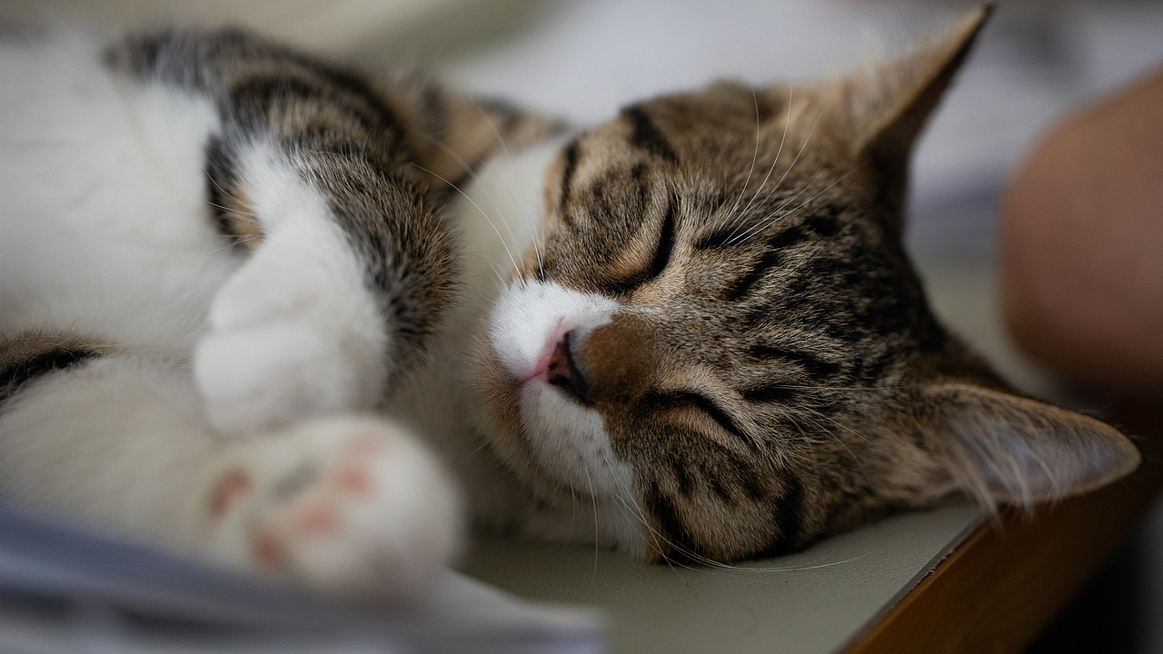 宠物摄影-猫咪主题高清壁纸