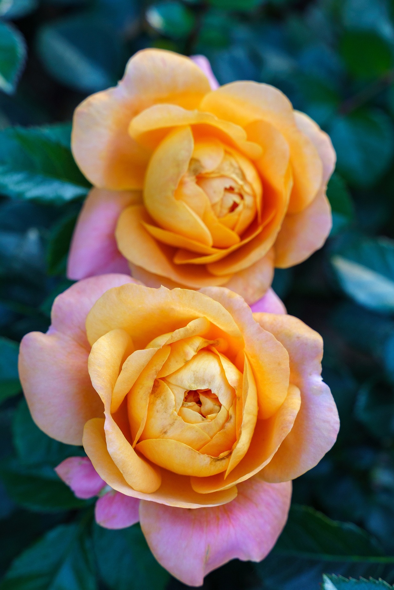 深圳香蜜湖公园月季花开 三月