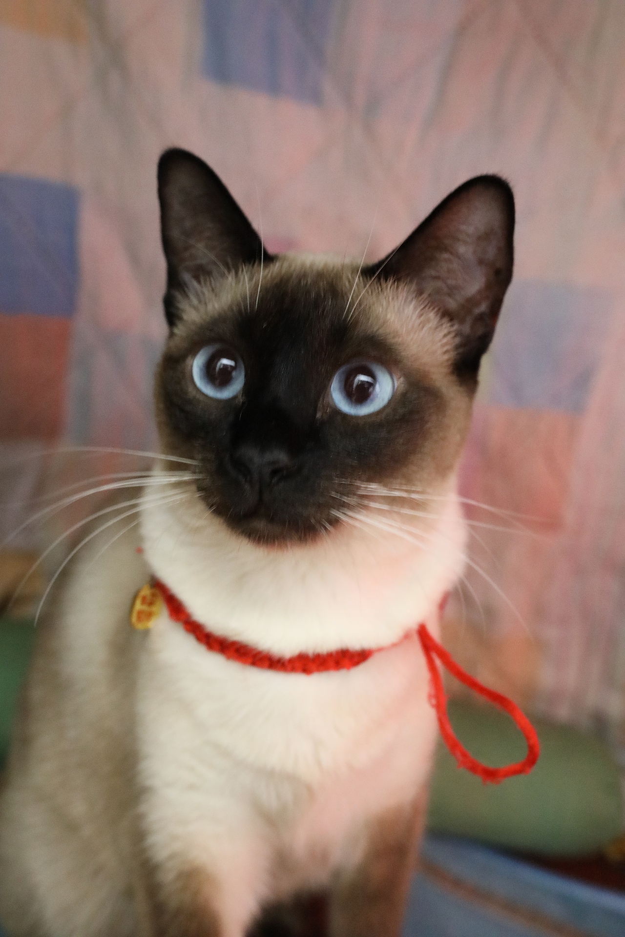 原创/摄影/宠物摄影（图ZMzY5NTY5MDY4） - 宠物摄影 - 站酷设计师zpping123原创素材 - 站酷ZCOOL