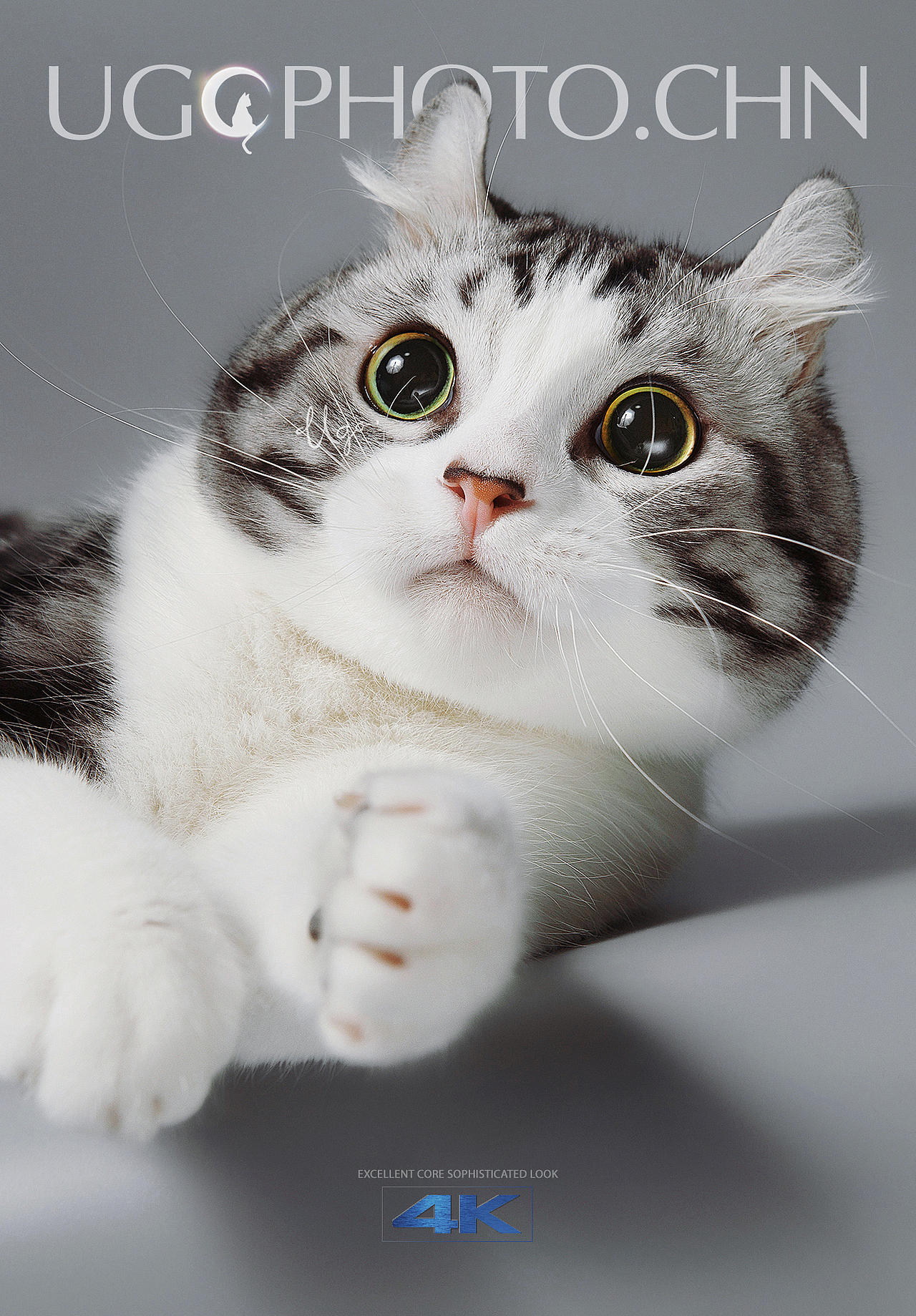 Gorgeous表达【动物摄影师何某某个人作品33】