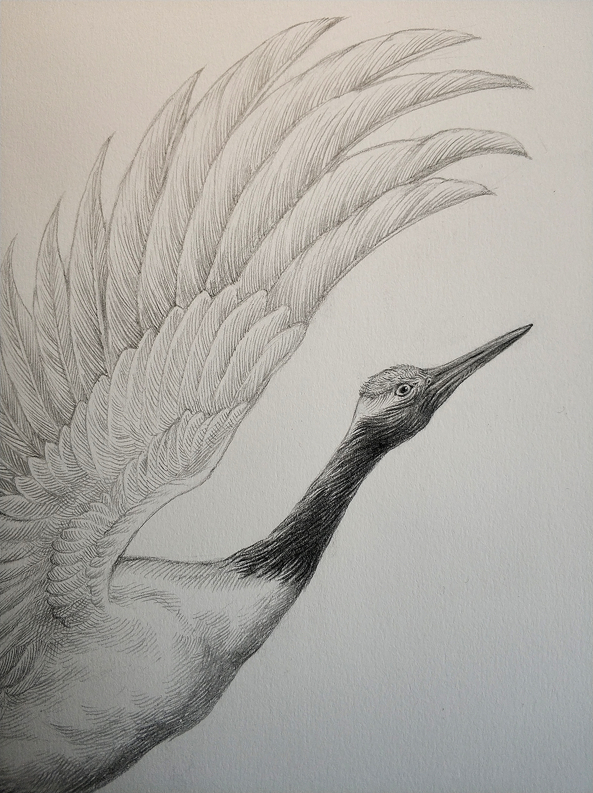 为“宫廷文化”绘制的素描过程