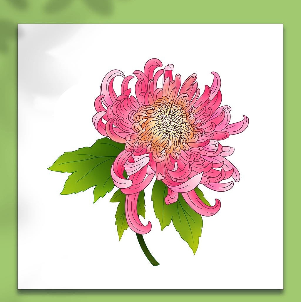 菊花插画（图ZMzEwOTkyMzEy） - 商业插画 - 站酷设计师分享使人进步原创素材 - 站酷ZCOOL