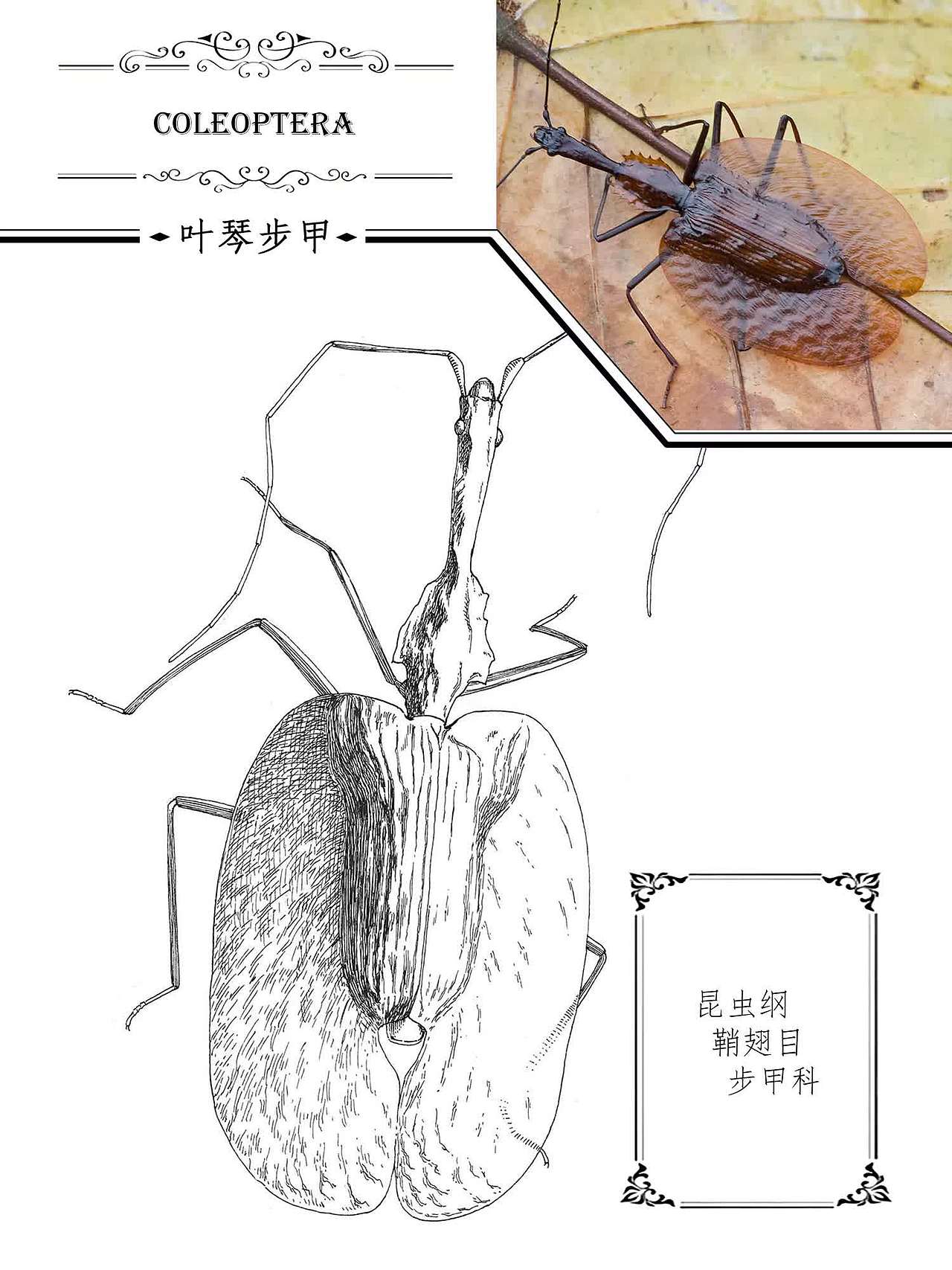 钢笔画 | 昆虫 其之二