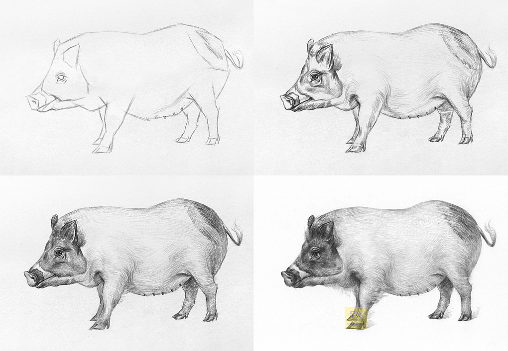 素描动物母猪绘画步骤
