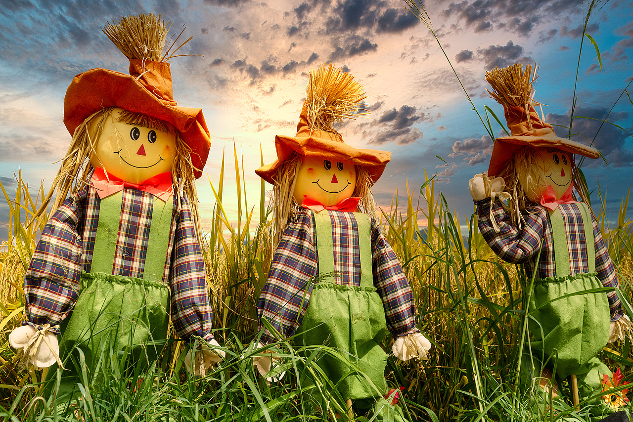 深圳光明小镇欢乐田园稻田