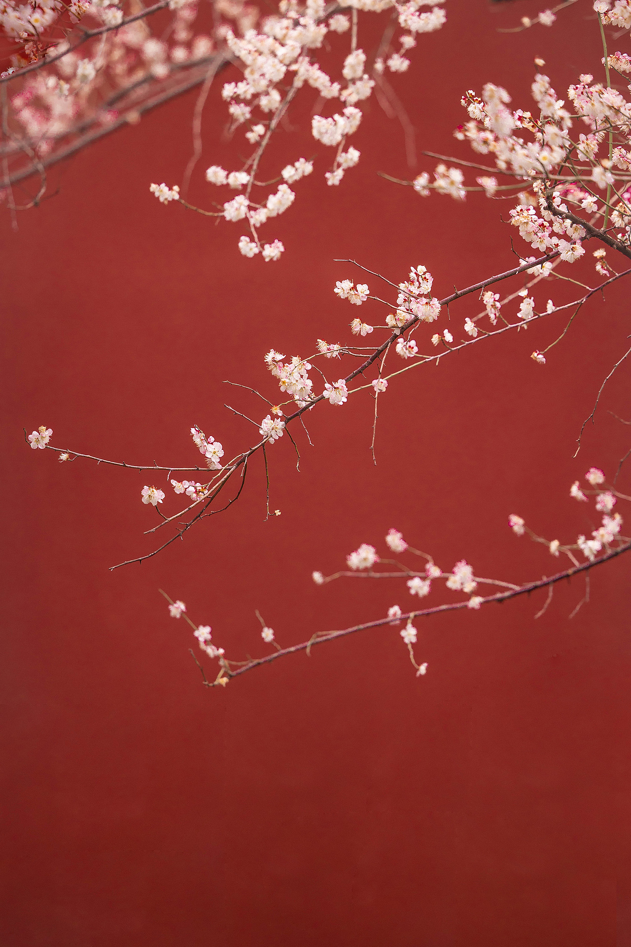 梅花香自苦寒来（图ZMzM3MDA5MzUy） - 其他摄影 - 站酷设计师今寻本寻Kairos原创素材 - 站酷ZCOOL