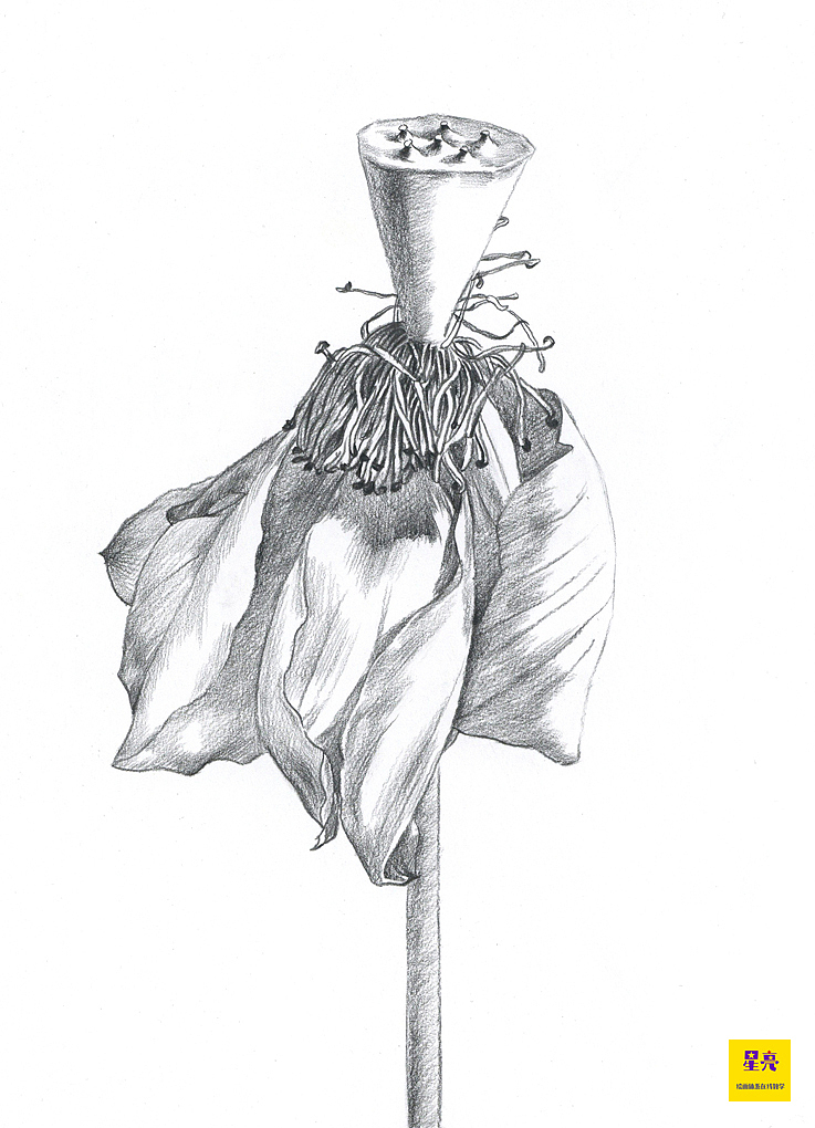 素描花卉枯荷绘画步骤