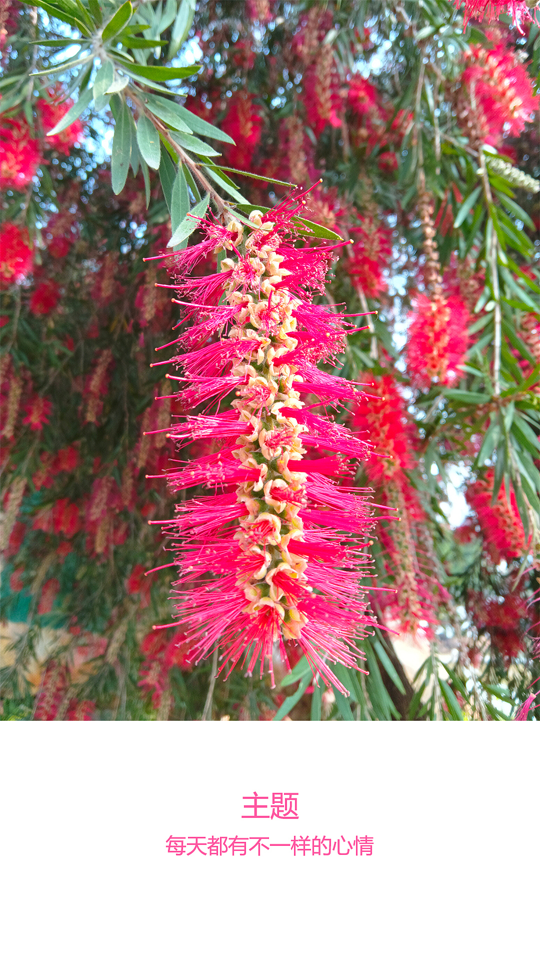 摄影-花朵（图ZMzY0NzgwMDY4） - 风光摄影 - 站酷设计师四叶叶子原创素材 - 站酷ZCOOL