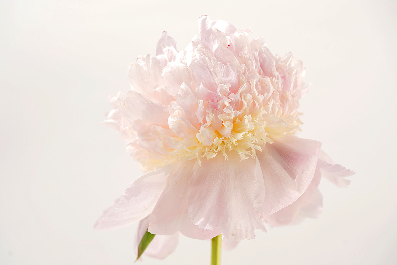 花之素材拍摄素材（图ZMzY2OTE3NTEy） - 产品摄影 - 站酷设计师乱发艺术家原创素材 - 站酷ZCOOL