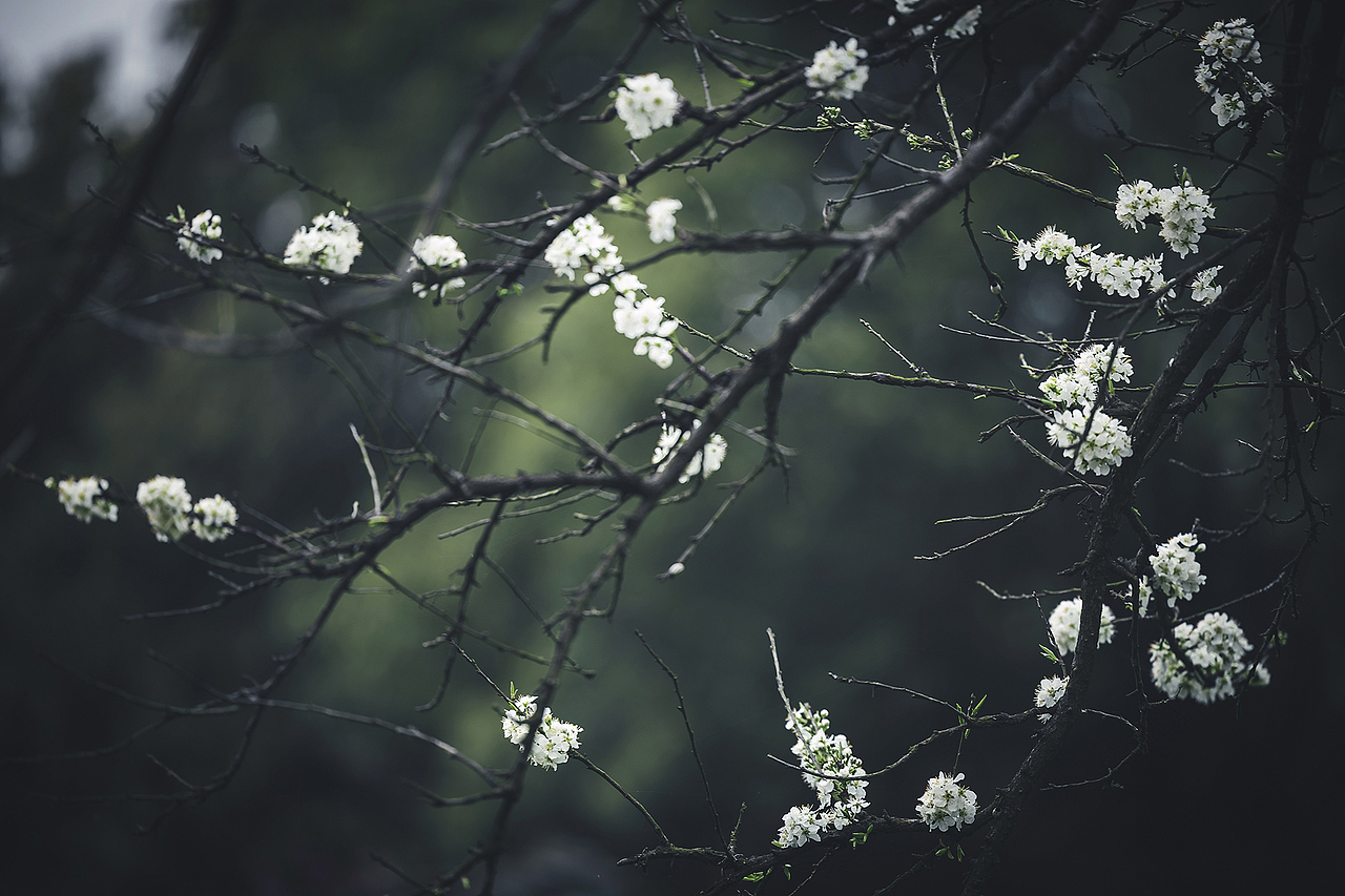 李花。枝缀霜葩白,无言笑晓风。