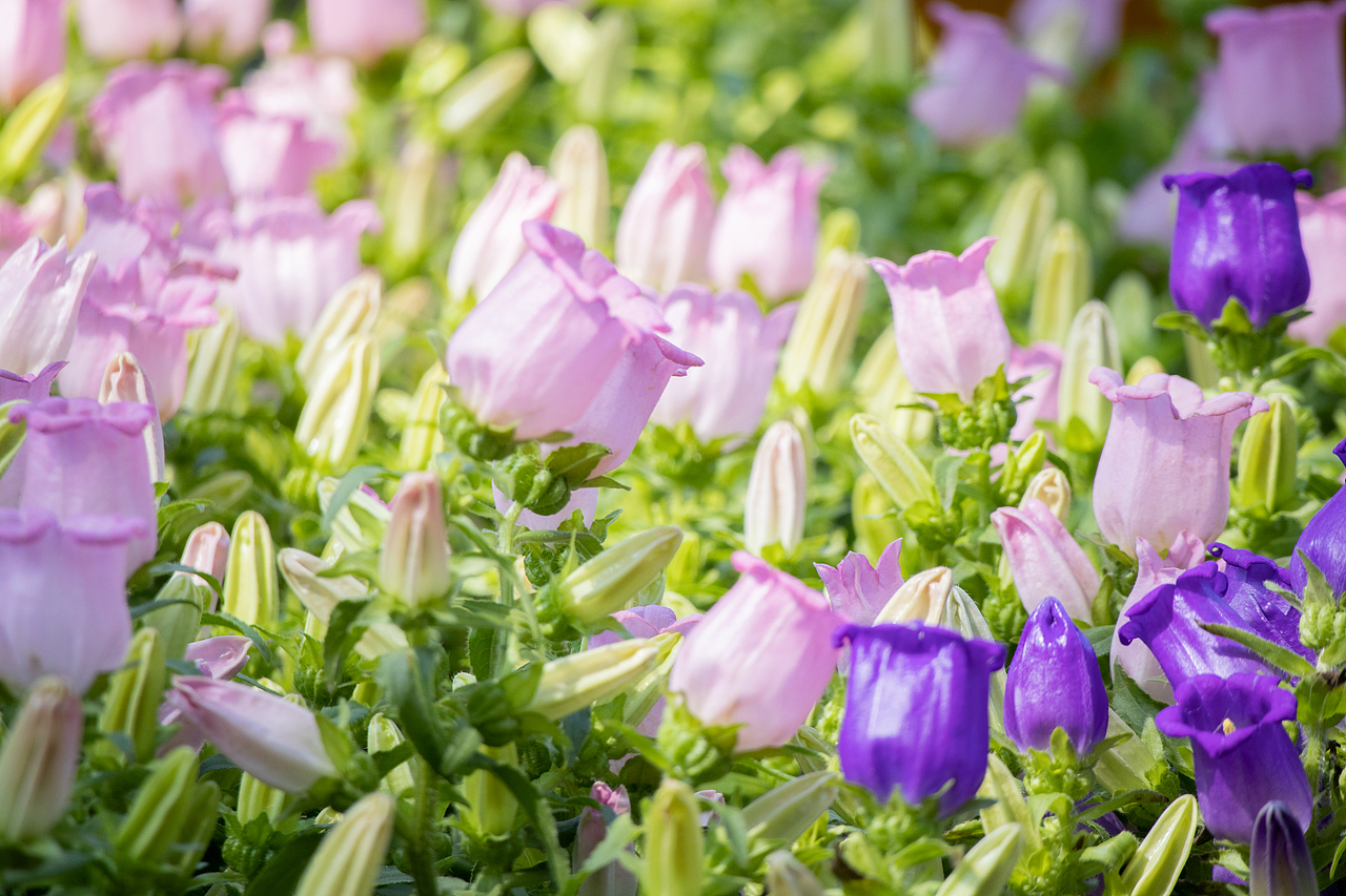 植物（图ZMzMyODQyOTAw） - 风光摄影 - 站酷设计师千柚橘原创素材 - 站酷ZCOOL