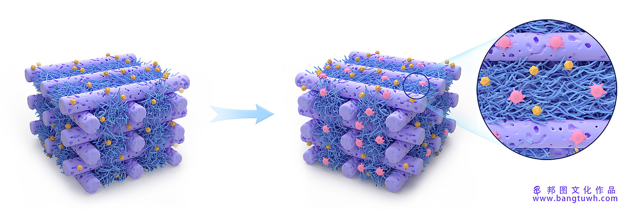邦图科研绘图作品展示
