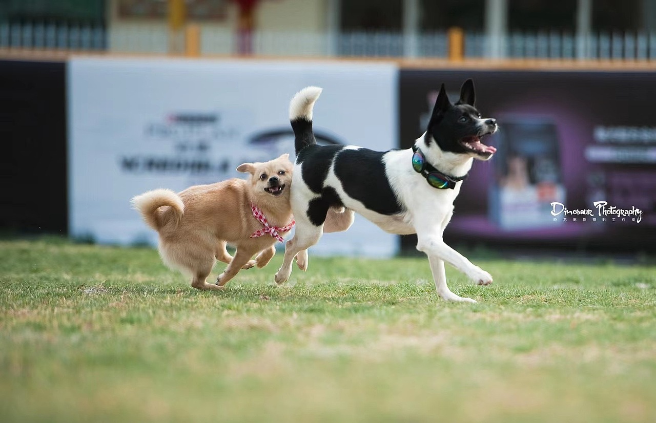 特别的家人（图ZMzEyNDQ4MTcy） - 婚礼摄影 - 站酷设计师恐龙宠物摄影原创素材 - 站酷ZCOOL