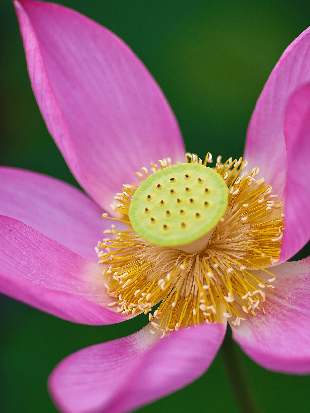 [游玩] 夏日觉醒：新津千亩荷塘（图ZMzI1ODYzMjQ0） - 宠物摄影 - 站酷设计师摄影师_罗少原创素材 - 站酷ZCOOL