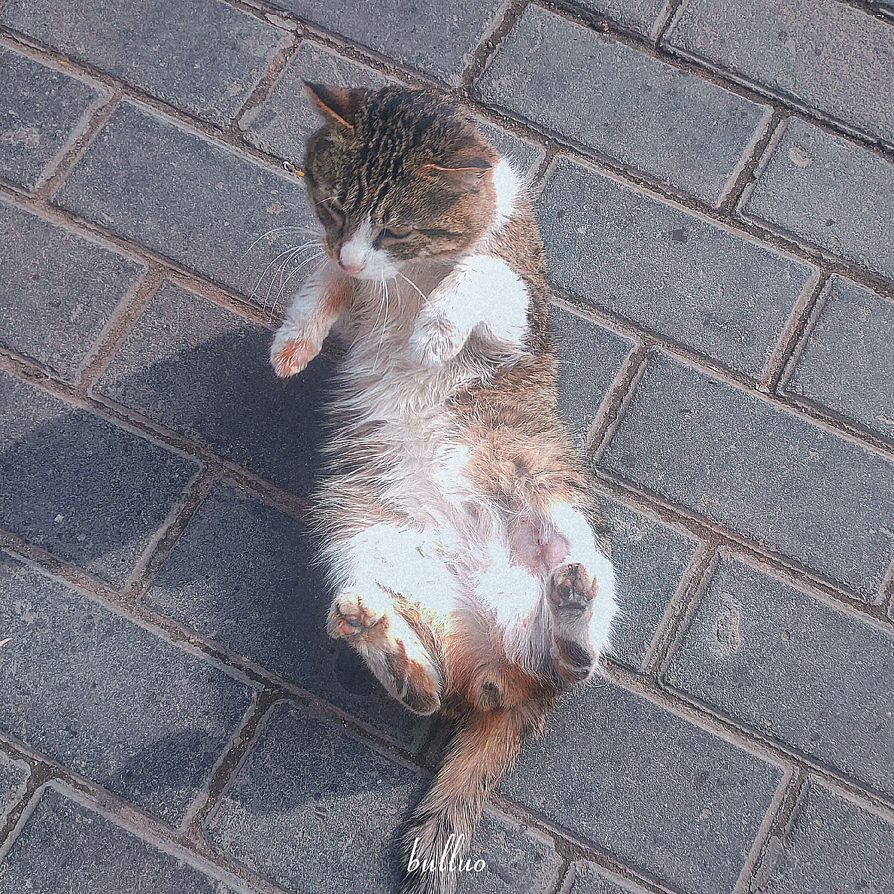 手机摄影作品6（图ZMjk5NzEwNTA0） - 宠物摄影 - 站酷设计师限时救援原创素材 - 站酷ZCOOL