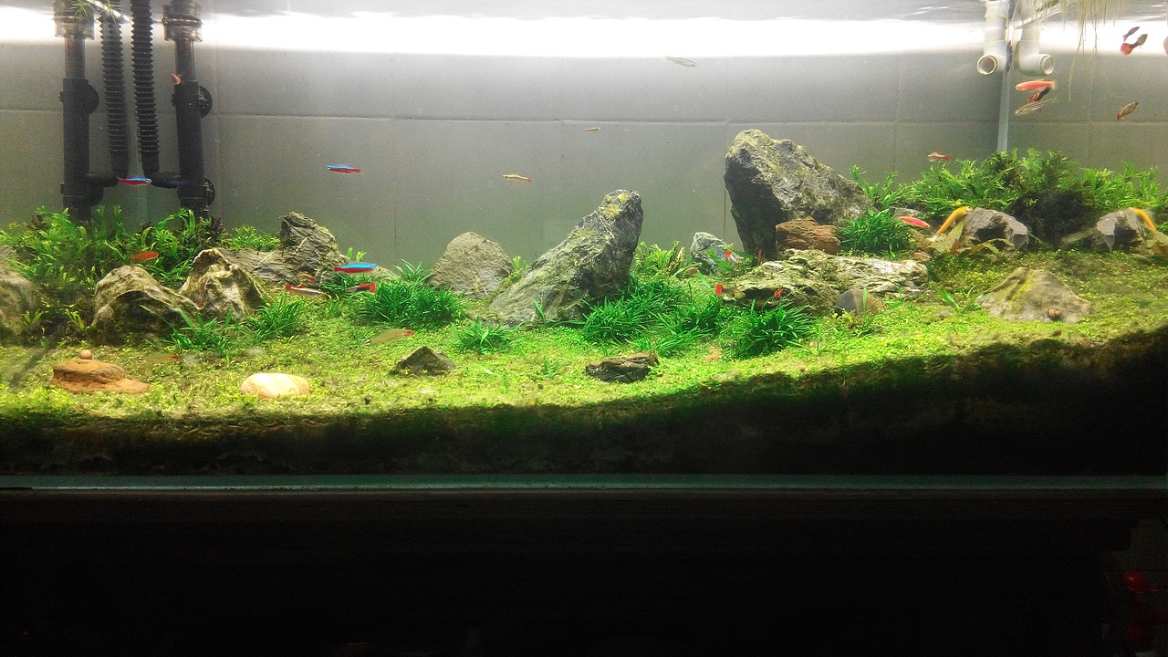 一米草缸造景的興衰史（圖ZMzE2OTk0MDk2） - 景觀設計 - 站酷設計師maxway原創(chuàng)素材 - 站酷ZCOOL