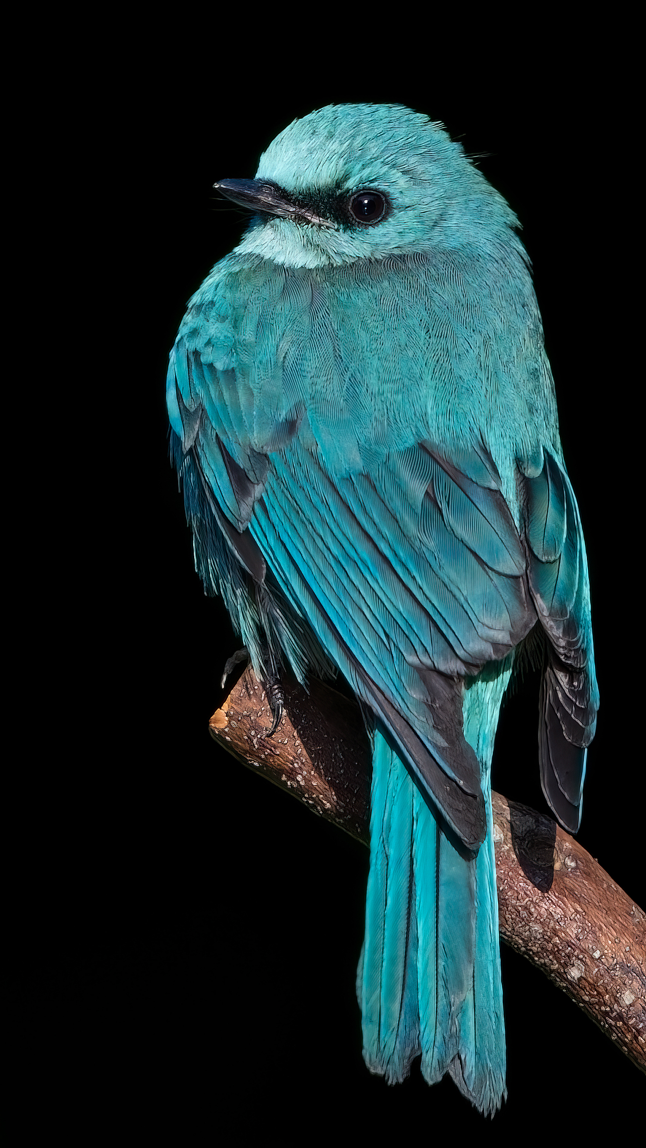 2023年度观鸟总结