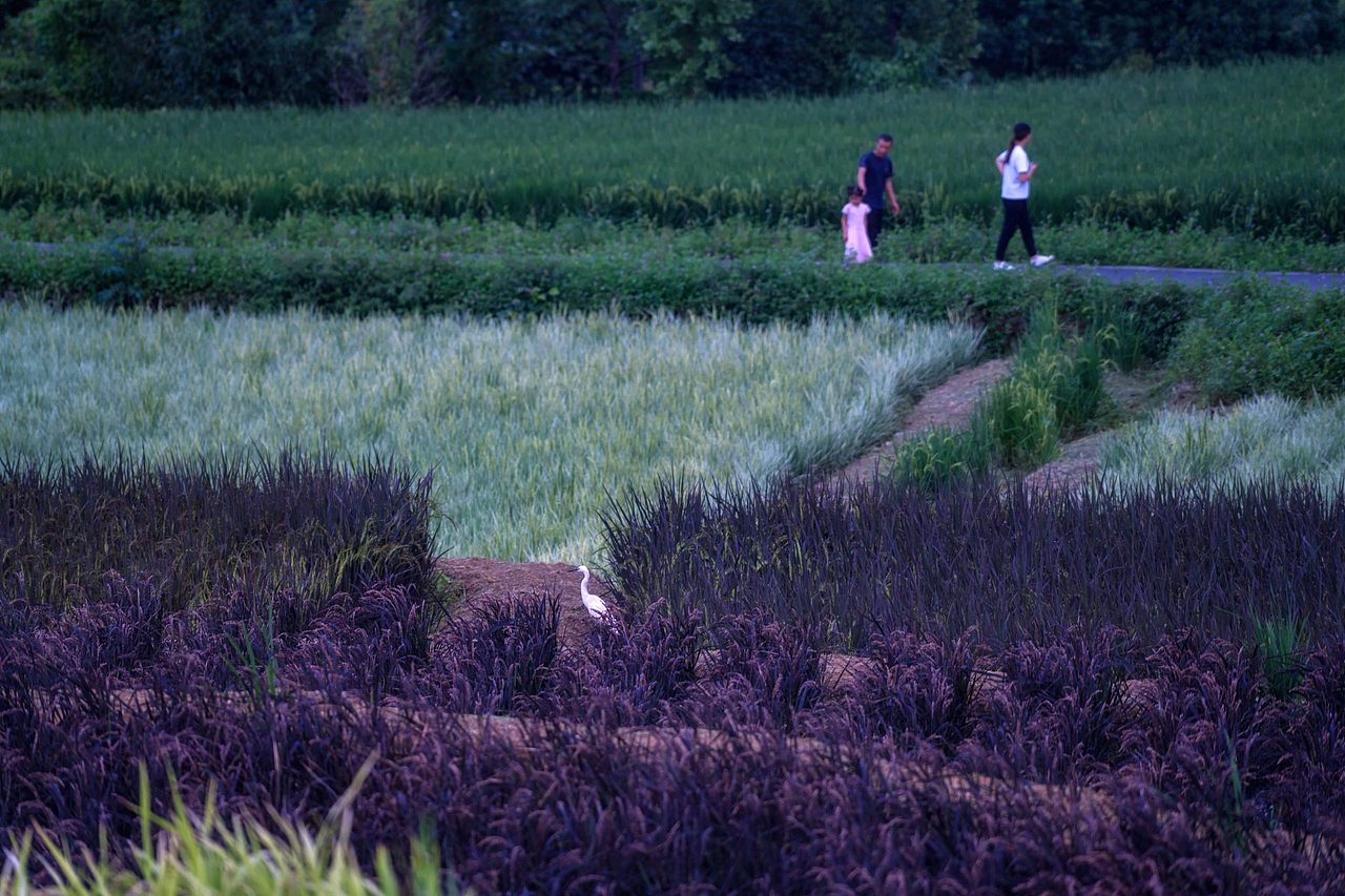 【案例分享】峨眉·高桥小镇