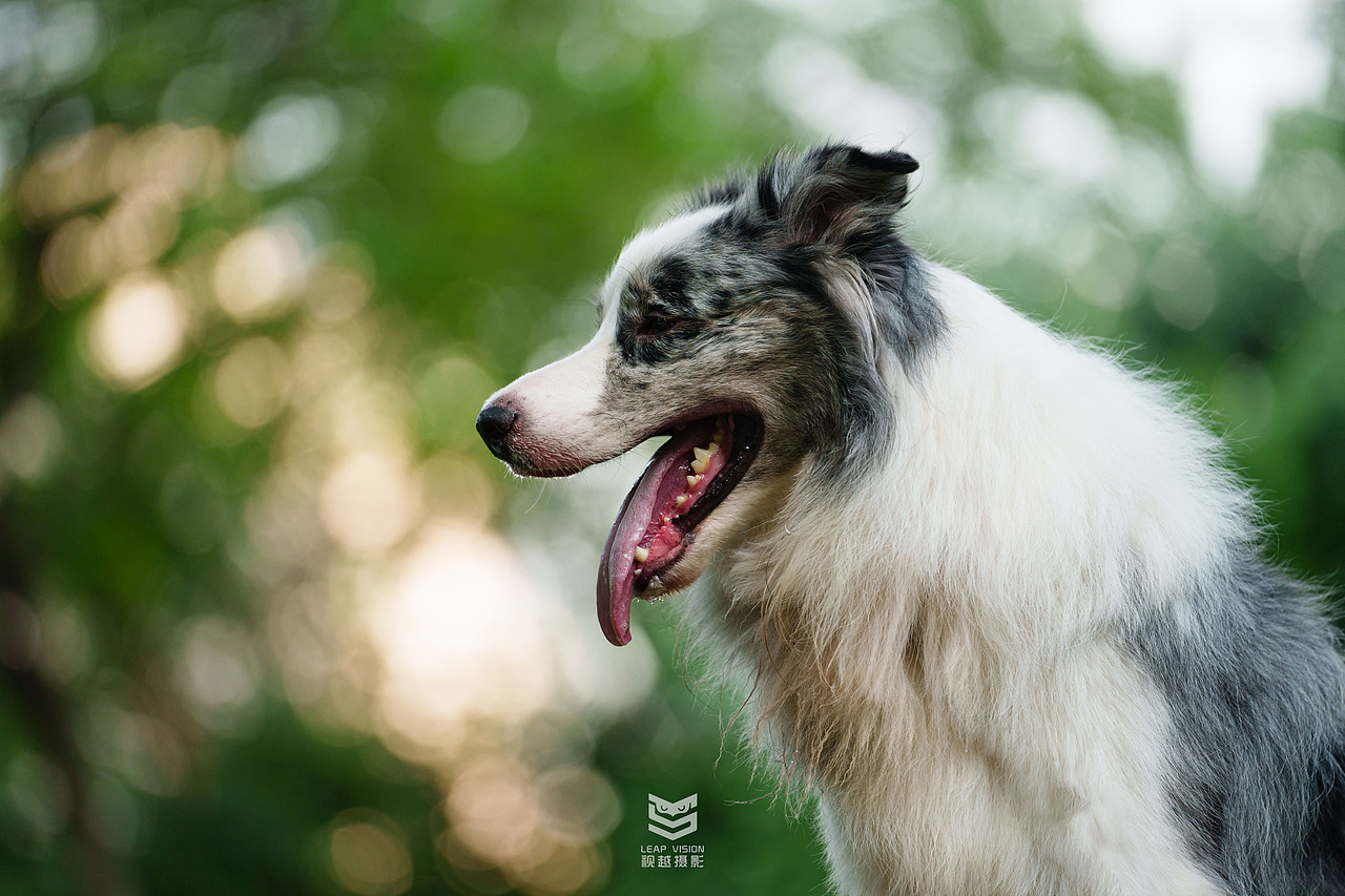 藍(lán)隕石邊牧拍攝（圖ZMzQzMDE2Mzgw） - 寵物攝影 - 站酷設(shè)計師小樣攝影原創(chuàng)素材 - 站酷ZCOOL