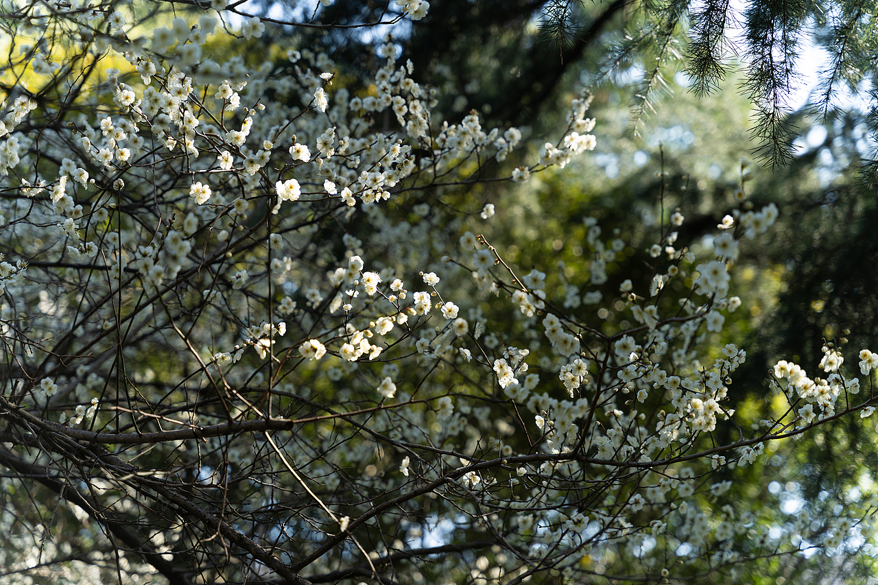 春 日（圖ZMzMyMjMzMjk2） - 其他攝影 - 站酷設(shè)計(jì)師絳的攝影日記原創(chuàng)素材 - 站酷ZCOOL