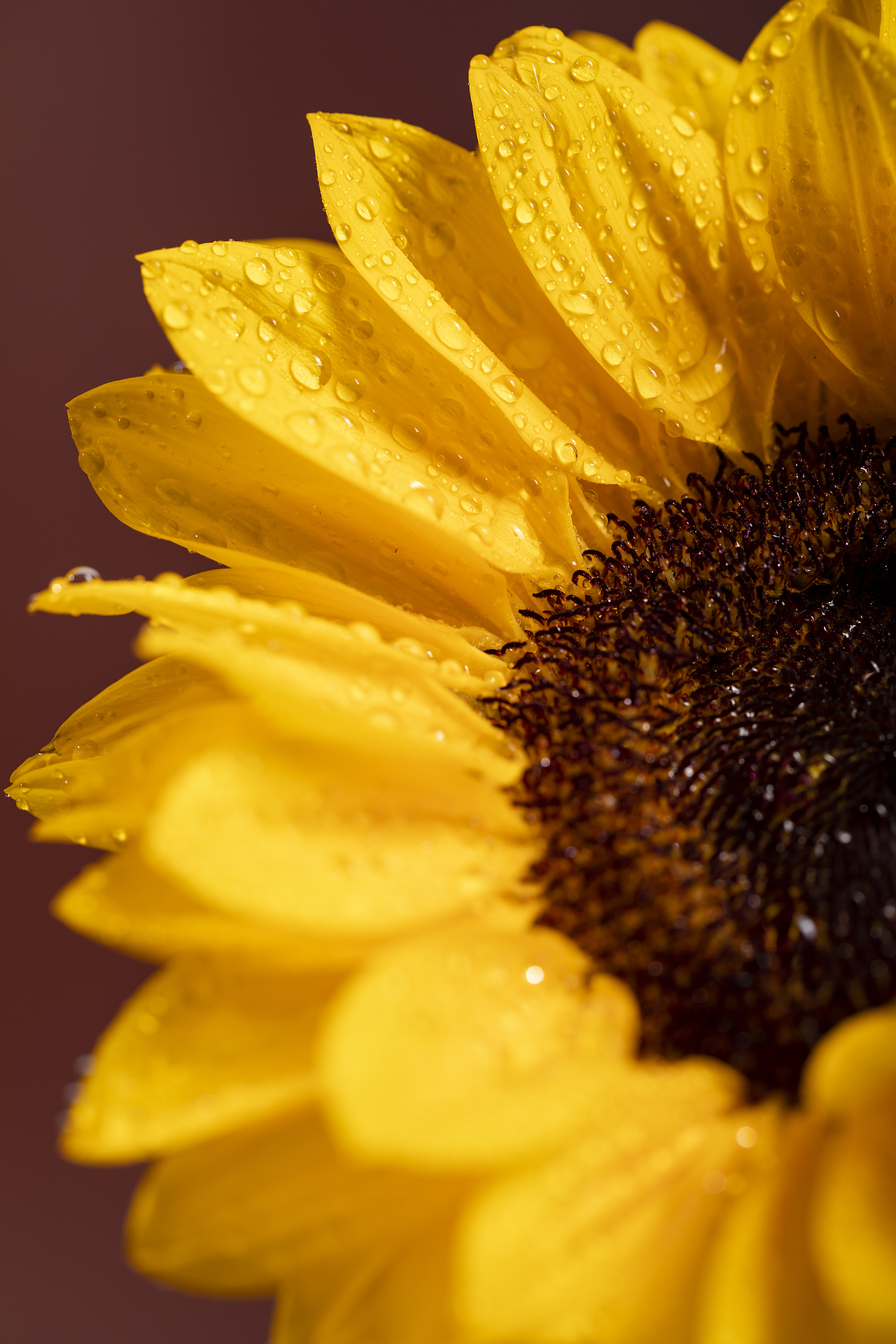 静物摄影 | 向日葵