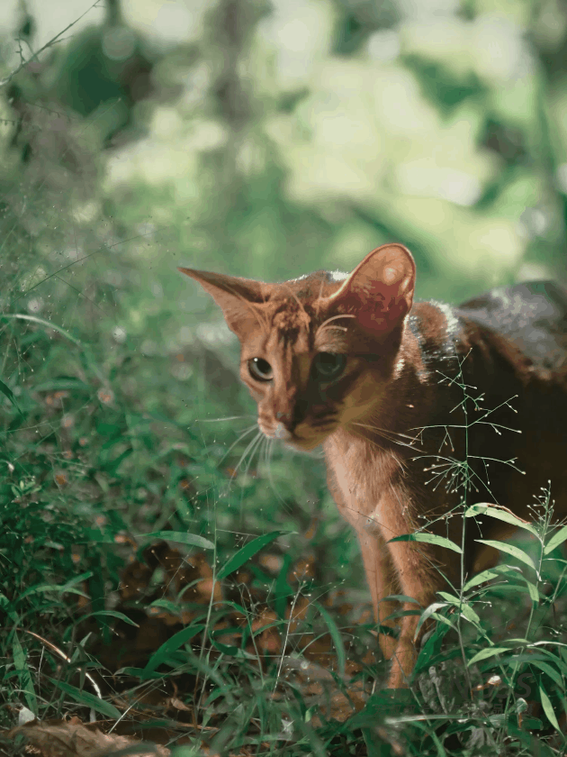 宠物产品摄影 | 宠叔叔x卫仕猫粮