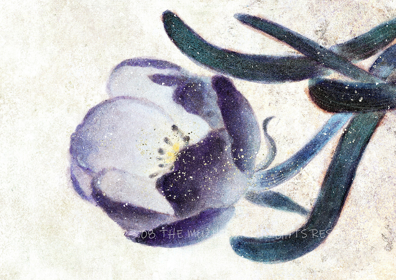 【procreate仿岩彩】花卉作品集（图ZMzUyNTQ1Njk2） - 创作习作 - 站酷设计师画画的苜芝原创素材 - 站酷ZCOOL