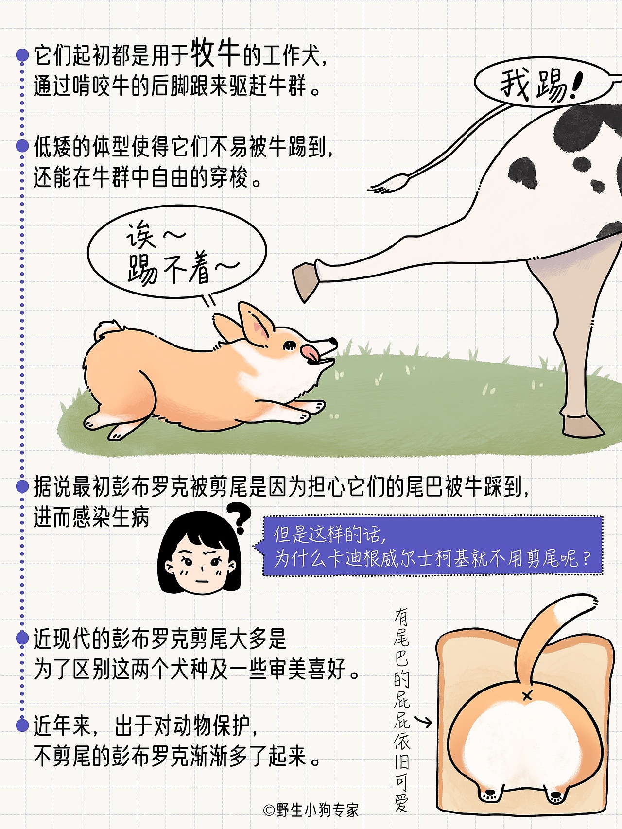 柯基犬小百科：女王与小短腿的故事（图ZMzE3MDc1MDE2） - 短篇/格漫 - 站酷设计师北北北辰beichen原创素材 - 站酷ZCOOL