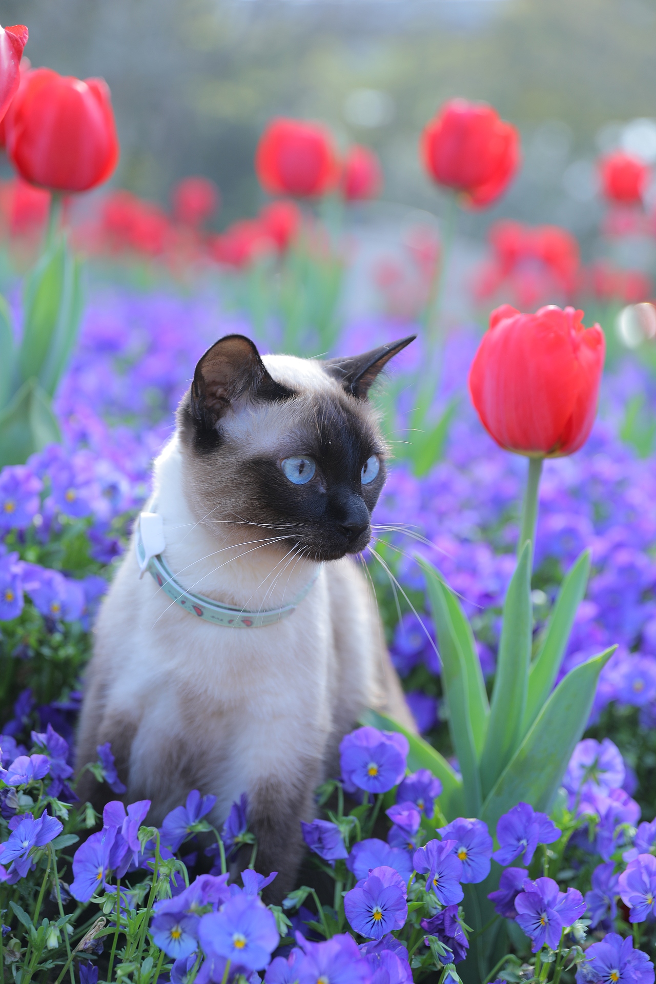 原创/摄影/宠物摄影