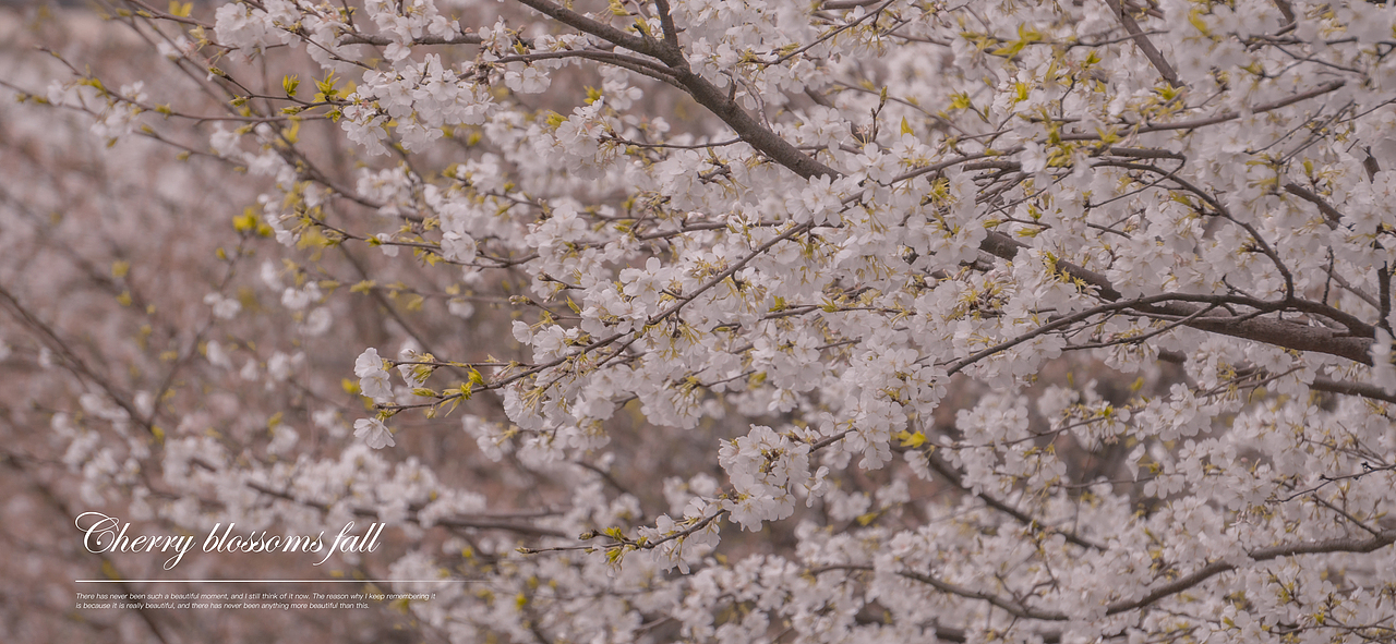 Passage 15.白樱