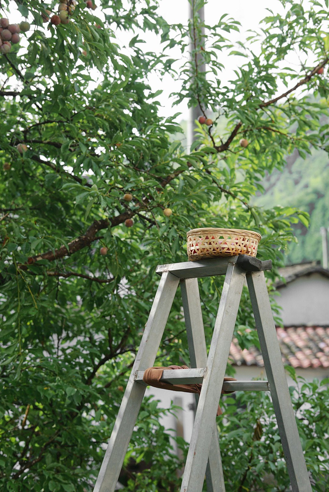 关于夏天的味道（图ZMzA3MTM4MDUy） - 其他摄影 - 站酷设计师日光山野原创素材 - 站酷ZCOOL