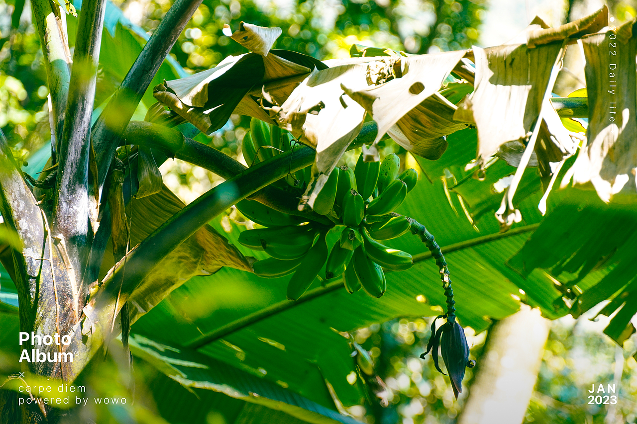 1月 | 云南高黎贡山（图ZMzI5Njg4NDE2） - 风光摄影 - 站酷设计师wow0原创素材 - 站酷ZCOOL