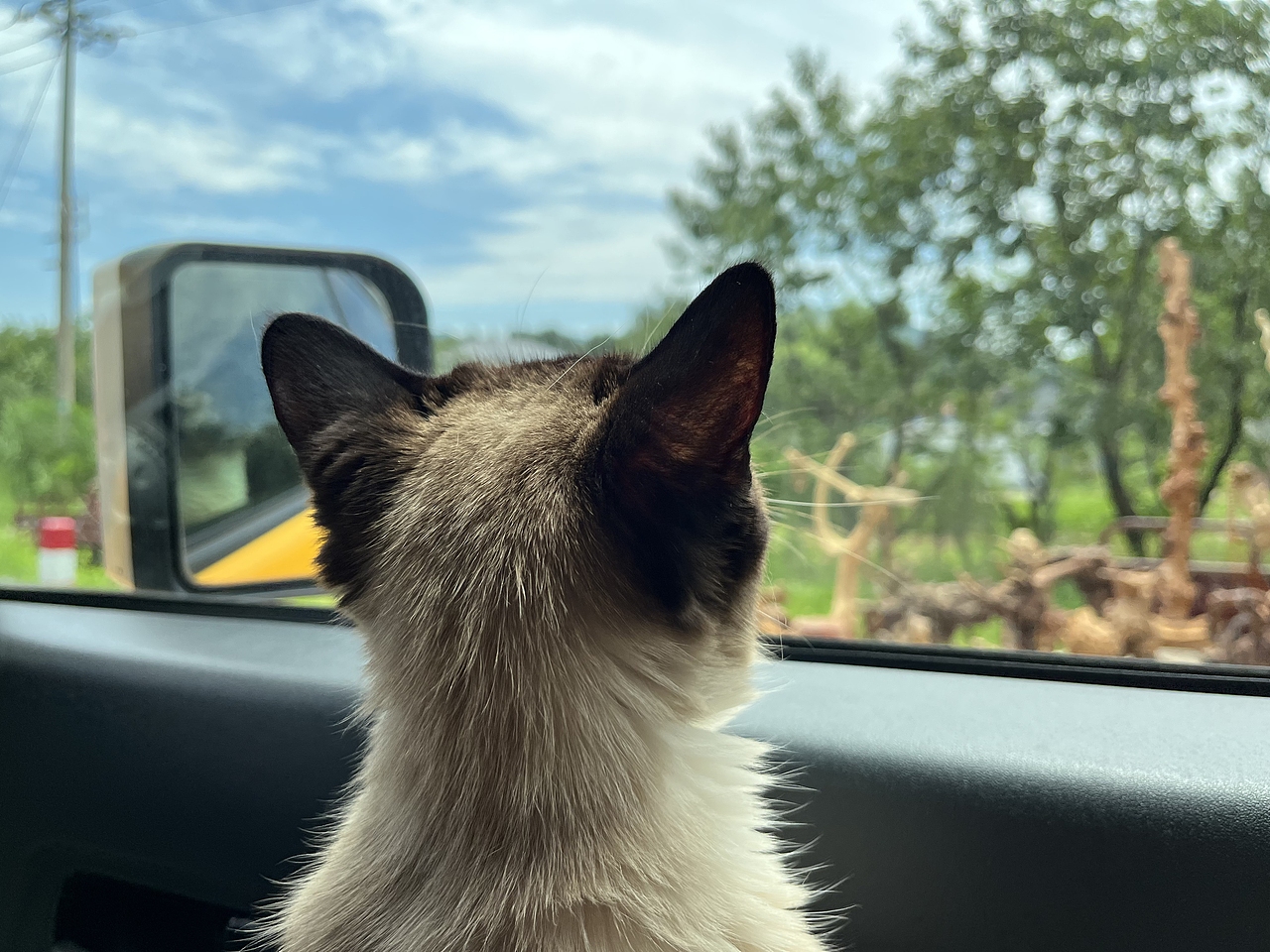 猫猫的夏天（图ZMzA5MTA2OTQw） - 宠物摄影 - 站酷设计师HDHTDXXT原创素材 - 站酷ZCOOL