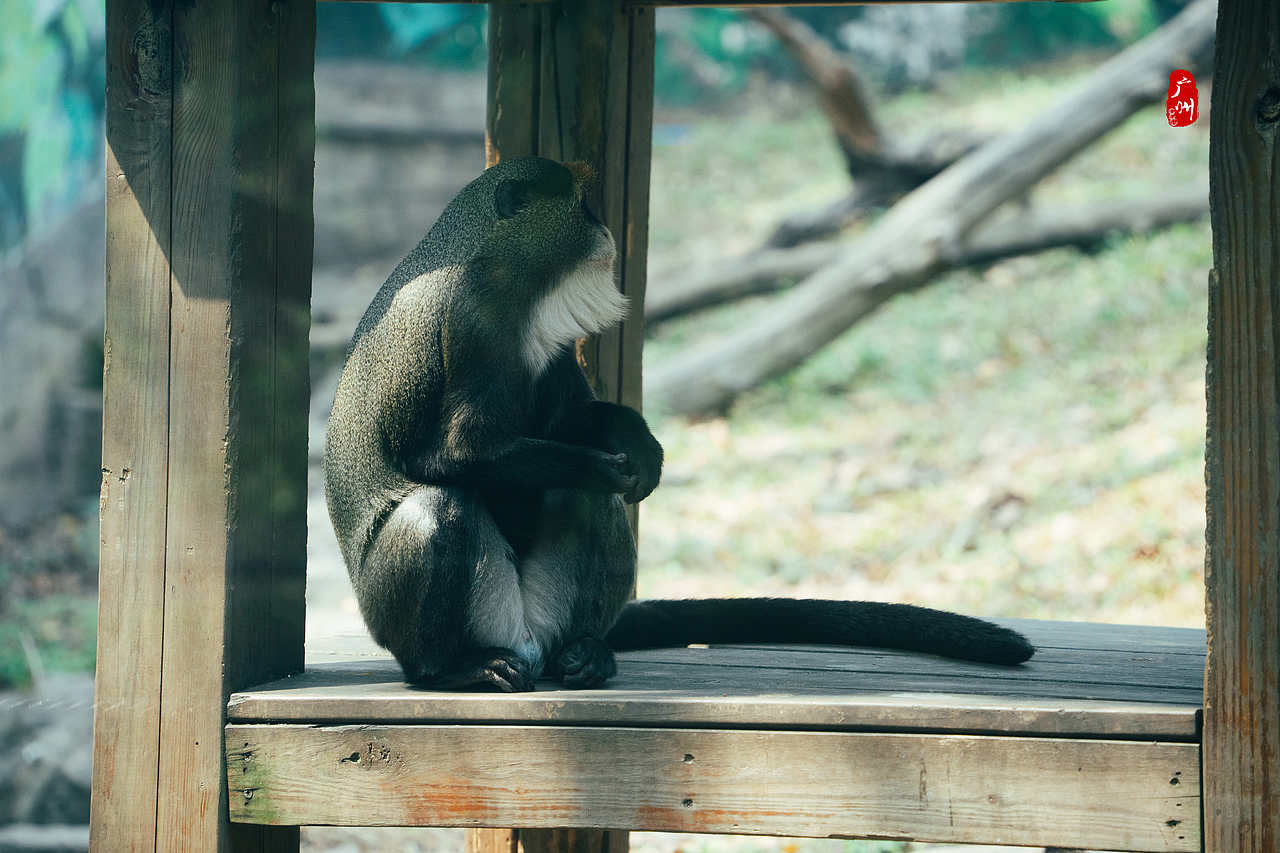 随手拍·广州动物园(兽类)