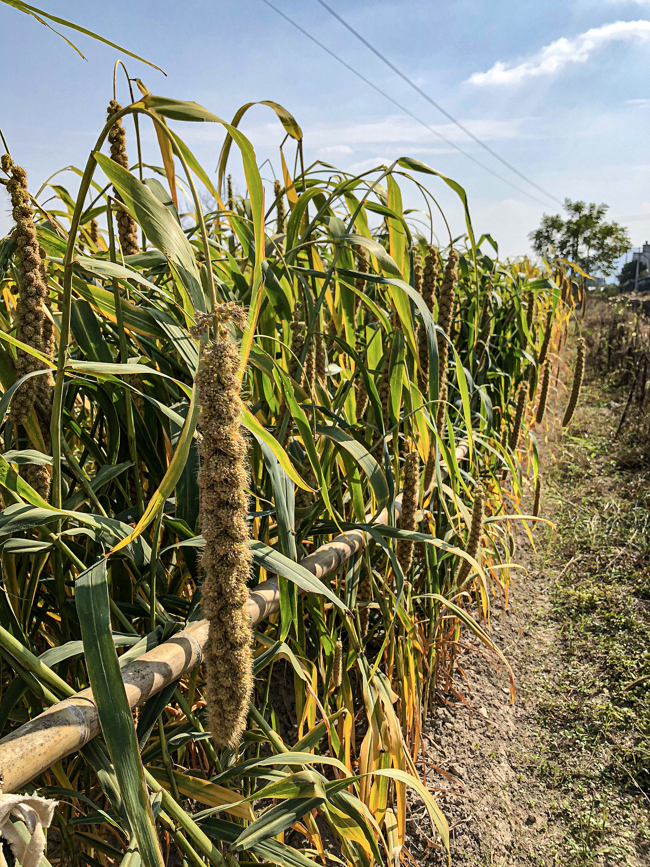 一些历代手机的照片