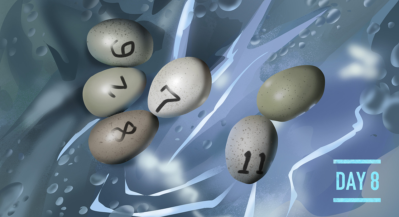 卢丁鸡孵化绘画记录