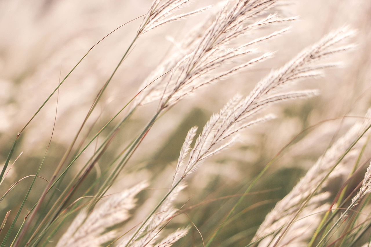 秋日芦苇（图ZMzM3OTg1Njk2） - 风光摄影 - 站酷设计师林二三_原创素材 - 站酷ZCOOL