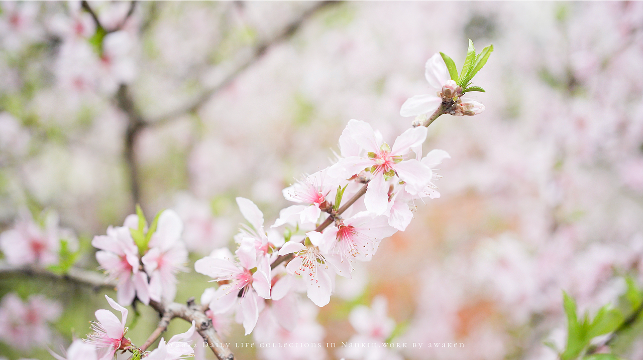 女生手中sony A7c能有多好用呢（图ZMzAyNTMxMzY0） - 人像摄影 - 站酷设计师原来是惊蛰啊原创素材 - 站酷ZCOOL